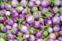 Eggplant - Round Mauve -seedsnow Sales Store 700xshutterstock 151637918