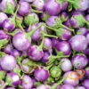Eggplant - Round Mauve -seedsnow Sales Store 700xshutterstock 151637918 700x f8a3fb6e 6b0e 4912 be5e 8e3cd7b9bfb3