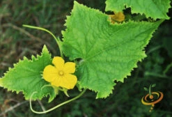 Cucumber - Space Master -seedsnow Sales Store 700xshutterstock 151718144