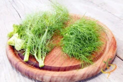 Fennel -seedsnow Sales Store 700xshutterstock 152678204