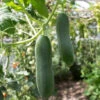 Cucumber - Marketmore -seedsnow Sales Store 700xshutterstock 152912405 700x 7b7c7fd2 332b 4b93 b2a8 079d231b7694