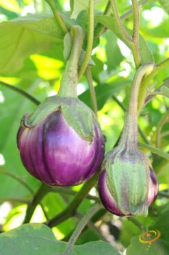 Eggplant - Round Mauve -seedsnow Sales Store 700xshutterstock 153079085