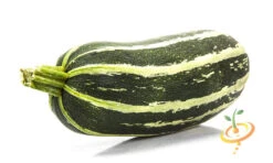 Squash (Summer) - Marrow, Green -seedsnow Sales Store 700xshutterstock 153300536