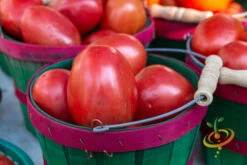 Tomato - Roma (Determinate) -seedsnow Sales Store 700xshutterstock 153520517