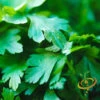 Parsley - Dark Green Italian Giant 1 Parsley - Dark Green Italian Giant -seedsnow Sales Store 700xshutterstock 153937427 700x ef027daf d9db 454c aba0 8c69b207ebac