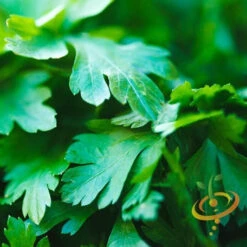 Parsley - Dark Green Italian Giant