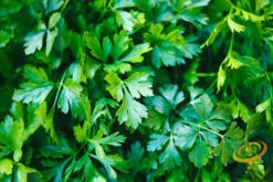 Parsley - Dark Green Italian Giant 15 Parsley - Dark Green Italian Giant -seedsnow Sales Store 700xshutterstock 153937430