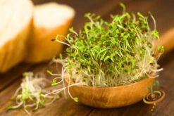 All-in-One Sprouts/Microgreens Seed Bank W/Sprouting Jar -seedsnow Sales Store 700xshutterstock 154144301 1 1024x1024 899b4633 11c4 44ea 816f 0a2dd381162c