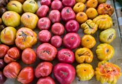 Tomato - Cherokee Purple (Indeterminate) -seedsnow Sales Store 700xshutterstock 154229255