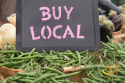 Bean, Bush - Contender 16 Bean, Bush - Contender -seedsnow Sales Store 700xshutterstock 154793108