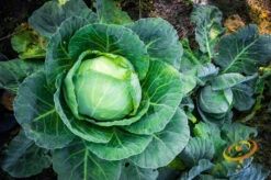 Cabbage - All Season -seedsnow Sales Store 700xshutterstock 155476142