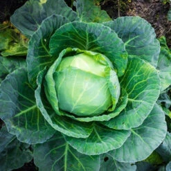 Cabbage - All Season