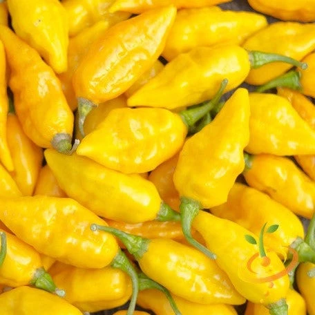 Pepper (Hot) - Devil's Tongue, Yellow 🔥🔥🔥🔥🔥 3 Pepper (Hot) - Devil's Tongue, Yellow 🔥🔥🔥🔥🔥