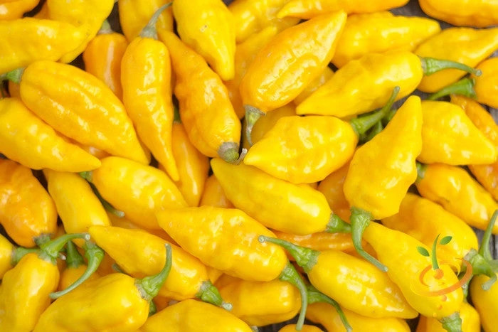 Pepper (Hot) - Devil's Tongue, Yellow 🔥🔥🔥🔥🔥 4 Pepper (Hot) - Devil's Tongue, Yellow 🔥🔥🔥🔥🔥 - Image 2