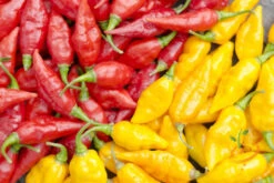 Pepper (Hot) - Devil's Tongue, Yellow 🔥🔥🔥🔥🔥 14 Pepper (Hot) - Devil's Tongue, Yellow 🔥🔥🔥🔥🔥 -seedsnow Sales Store 700xshutterstock 156123032 700x 1a71b1f0 0112 446a 8203 c2b7f1415181