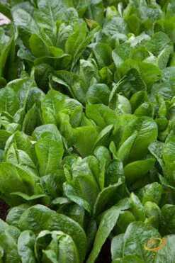 Lettuce - Romaine, Dark Green -seedsnow Sales Store 700xshutterstock 157488536