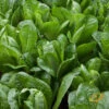 Lettuce - Romaine, Dark Green -seedsnow Sales Store 700xshutterstock 157488536 700x 7374fb86 4a6a 4a09 8211 200b2912e48b