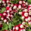 Radish - Sparkler -seedsnow Sales Store 700xshutterstock 158161067 700x 340752db 974a 411c 864e ac4ab7980670