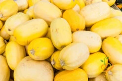 Squash (Winter) - Spaghetti -seedsnow Sales Store 700xshutterstock 159190220