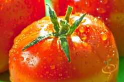 Tomato - VR Moscow (Determinate) -seedsnow Sales Store 700xshutterstock 159531098