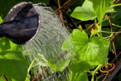 Cucumber - Space Master -seedsnow Sales Store 700xshutterstock 159631406
