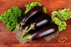 Eggplant - Florida Market -seedsnow Sales Store 700xshutterstock 159984134
