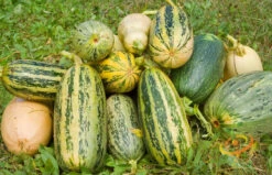 Squash (Summer) - Marrow, Green -seedsnow Sales Store 700xshutterstock 161613869
