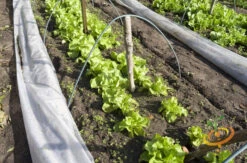 Endive - Broadleaf, Classic -seedsnow Sales Store 700xshutterstock 162260345