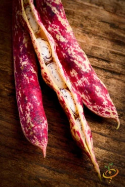 Bean, Bush - Borlotti -seedsnow Sales Store 700xshutterstock 162337847