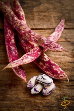 Bean, Bush - Borlotti -seedsnow Sales Store 700xshutterstock 162337850