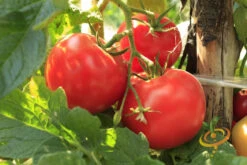 Tomato - Ace 55 (Determinate) 15 Tomato - Ace 55 (Determinate) -seedsnow Sales Store 700xshutterstock 162817091 1 0d3e721d 928c 453d 84dd 784d7587c3cf