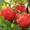 Tomato - Floradade (Determinate) 2 Tomato - Floradade (Determinate) -seedsnow Sales Store 700xshutterstock 162817091 1 700x 5debf9c9 6330 48f5 841d ec8534bc661b