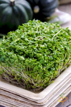 All-in-One Sprouts/Microgreens Seed Bank W/Sprouting Jar -seedsnow Sales Store 700xshutterstock 163423289 1024x1024 27439182 b946 4644 979f 10512c878338