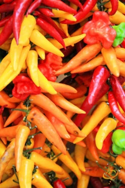 Pepper (Hot) - Santa Fe Grande 🔥 -seedsnow Sales Store 700xshutterstock 163683887