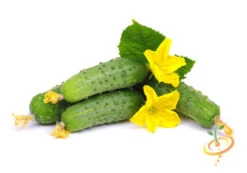 Cucumber - Boston Pickling -seedsnow Sales Store 700xshutterstock 164416214
