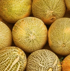 Melon (Cantaloupe) - Planters Jumbo -seedsnow Sales Store 700xshutterstock 166985117