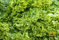 Mustard - Old Fashion -seedsnow Sales Store 700xshutterstock 168859199