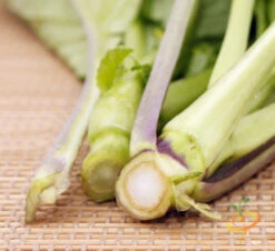 Mustard - Old Fashion -seedsnow Sales Store 700xshutterstock 169863491