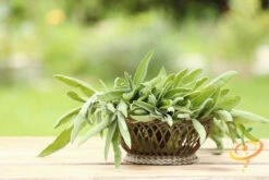 Sage - Broadleaf -seedsnow Sales Store 700xshutterstock 170055341