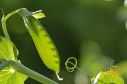 Pea - Oregon Sugar Pod -seedsnow Sales Store 700xshutterstock 170131418