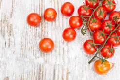 Tomato - Tiny Tim (Determinate) -seedsnow Sales Store 700xshutterstock 170787962