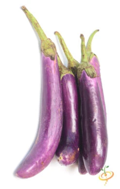 Eggplant - Long Ping Tung -seedsnow Sales Store 700xshutterstock 171179360