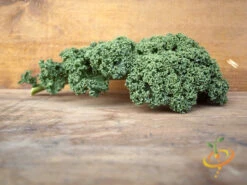Kale - Classic, Blue Curled Scotch 13 Kale - Classic, Blue Curled Scotch -seedsnow Sales Store 700xshutterstock 171834785