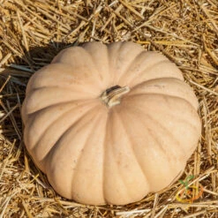 Squash (Winter) - Long Island Cheese -seedsnow Sales Store 700xshutterstock 172789433