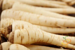 Parsnip - Harris Model -seedsnow Sales Store 700xshutterstock 173458088