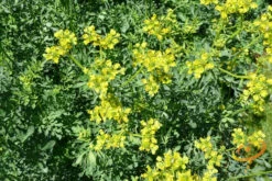 Rue -seedsnow Sales Store 700xshutterstock 173501609