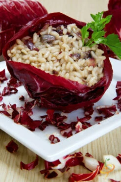 Radicchio - Classic Red (Italian Chicory) -seedsnow Sales Store 700xshutterstock 174585764