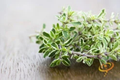 Thyme -seedsnow Sales Store 700xshutterstock 176059049