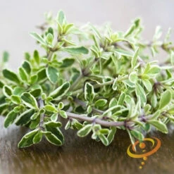 Thyme