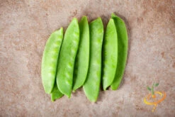 Pea - Oregon Sugar Pod -seedsnow Sales Store 700xshutterstock 176831183